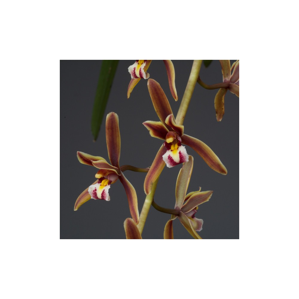 Cymbidium atropurpureum