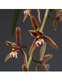 Cymbidium atropurpureum