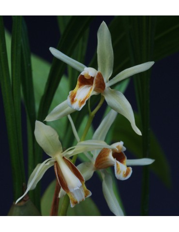 Coelogyne trinervis