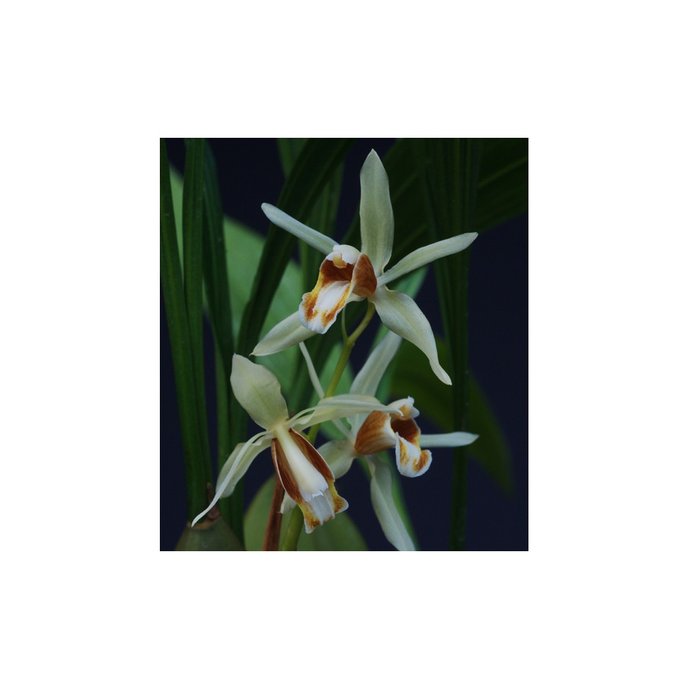 Coelogyne trinervis