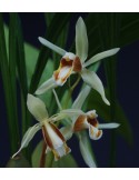 Coelogyne trinervis