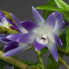 Dendrobium victoria-reginae sur plaque