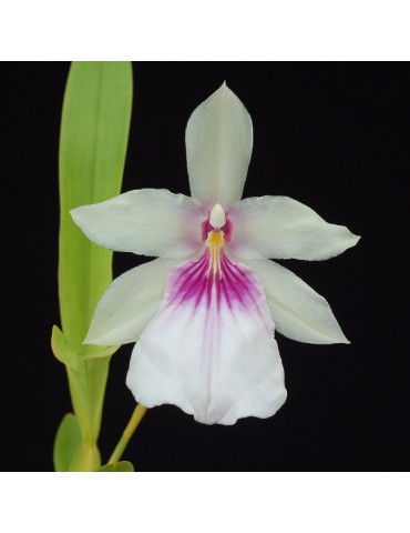 Miltonia spectabilis