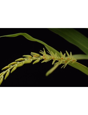 Dendrochilum simile 2