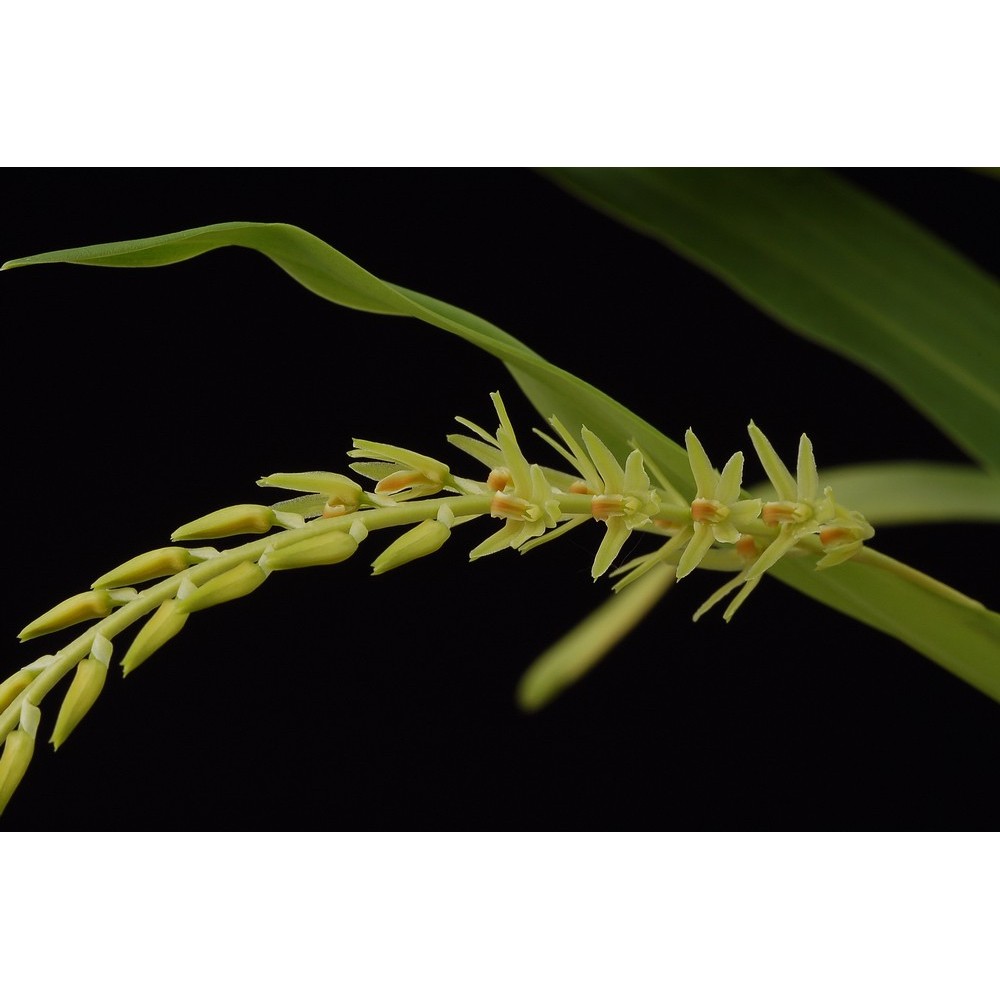 Dendrochilum simile