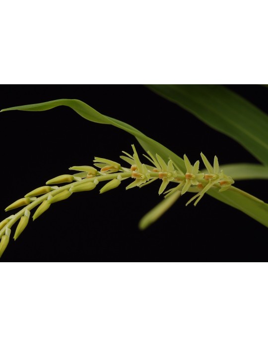Dendrochilum simile