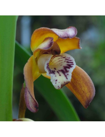 Maxillaria consanguinea sur plaque