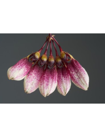 Bulbophyllum flabellum-veneris 2