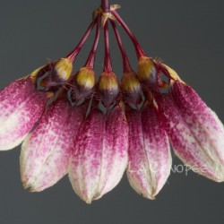 Bulbophyllum flabellum-veneris racines nues