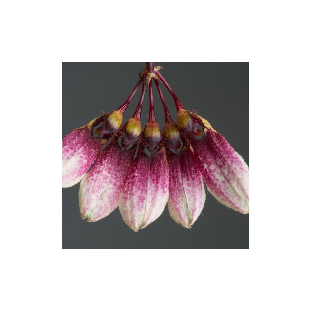 Bulbophyllum flabellum-veneris