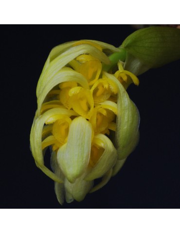 Bulbophyllum bittnerianum en sphaigne