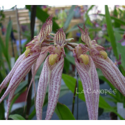 Bulbophyllum Louis Sander sur plaque