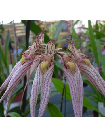 Bulbophyllum Louis Sander sur plaque