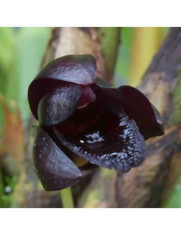 Maxillaria schunkeana