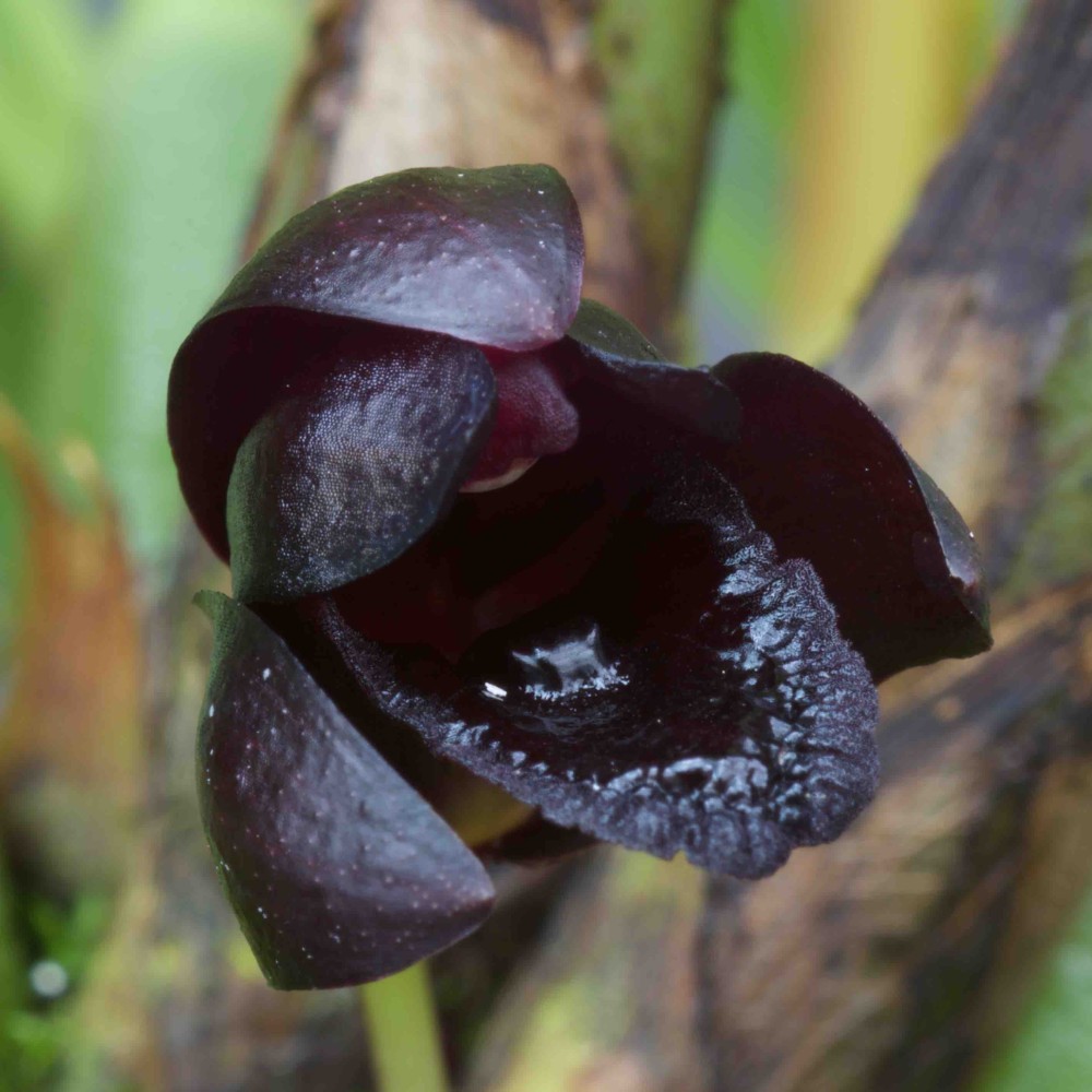 Maxillaria schunkeana Maxillaria schunkeana