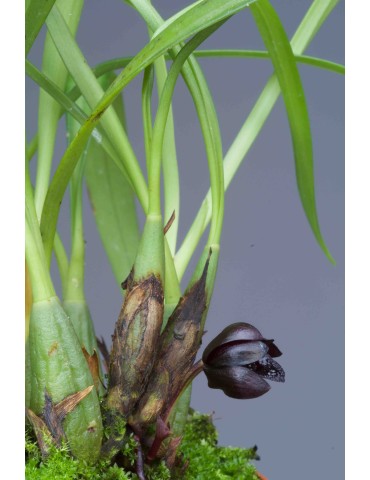 Maxillaria schunkeana 2