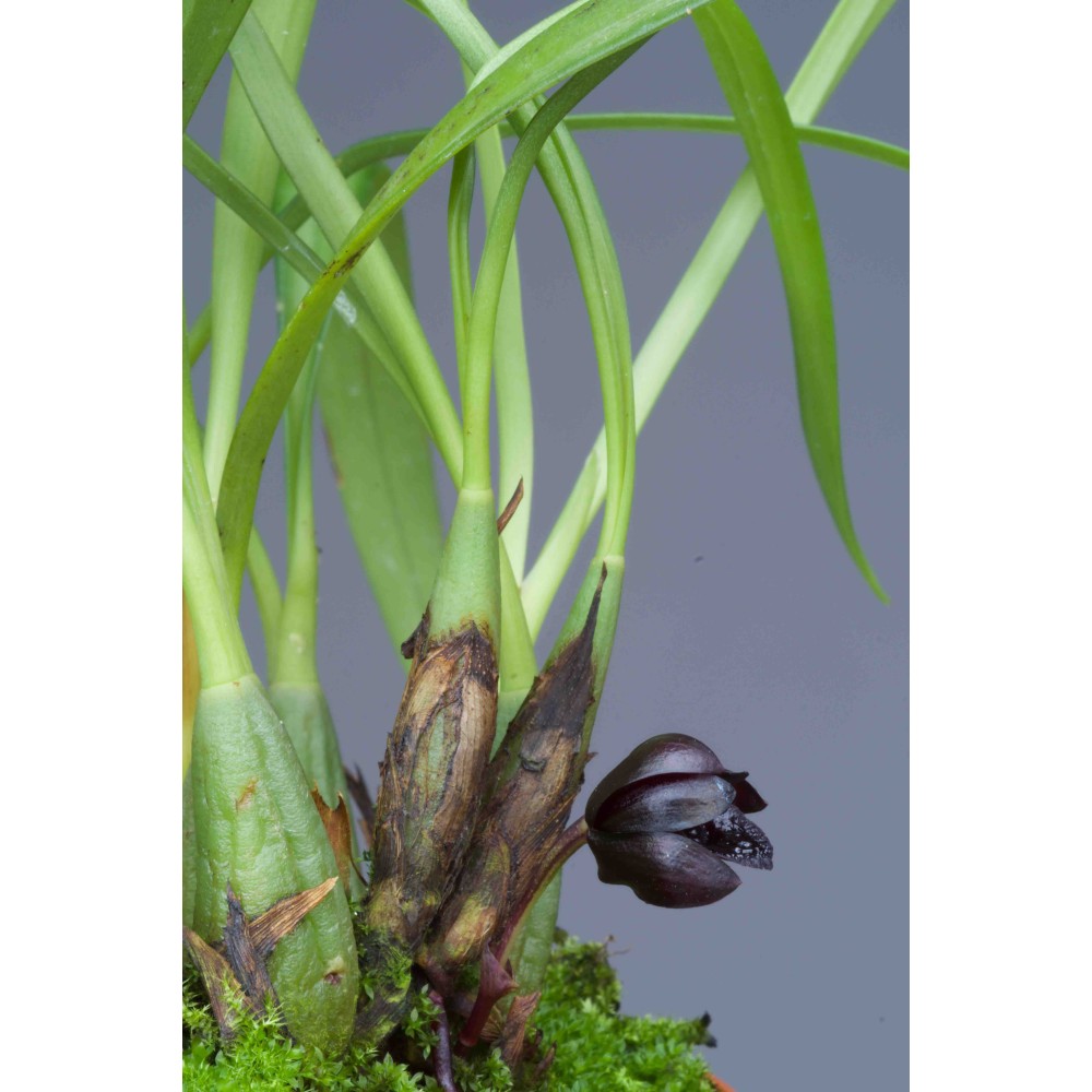Maxillaria schunkeana