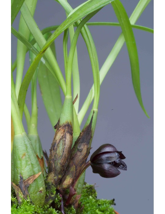 Maxillaria schunkeana