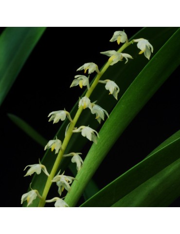 Bulbophyllum apodum sur plaque