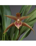 Maxillaria Sangay