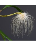 Bulbophyllum medusae