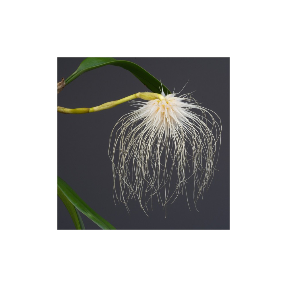 Bulbophyllum medusae