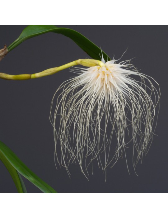 Bulbophyllum medusae Bulbophyllum medusae