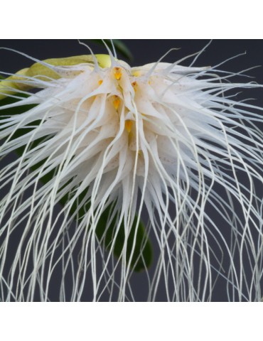 Bulbophyllum medusae 2