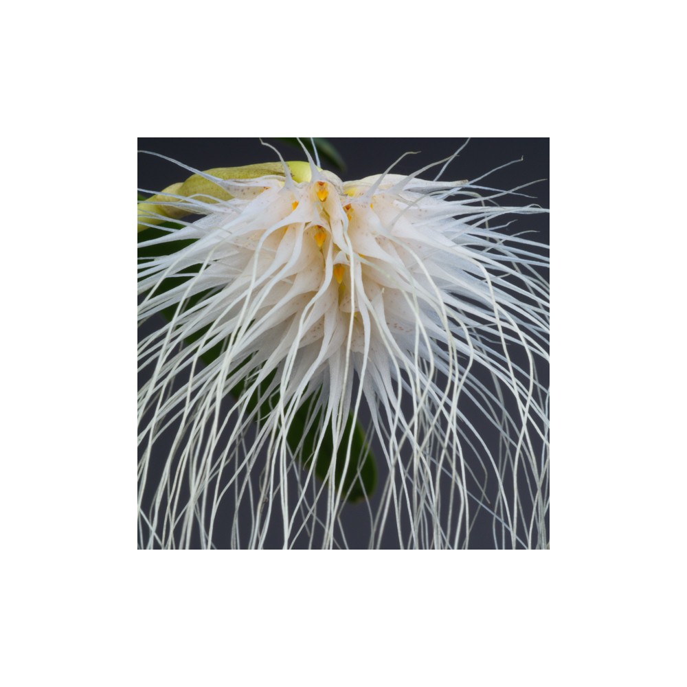 Bulbophyllum medusae