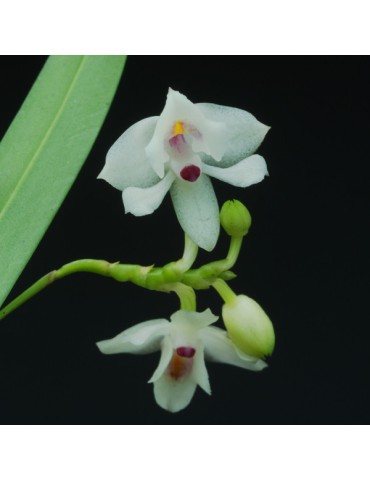 Polystachya caespitifica subsp. latilabris en sphaigne
