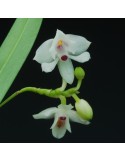 Polystachya caespitifica subsp. latilabris