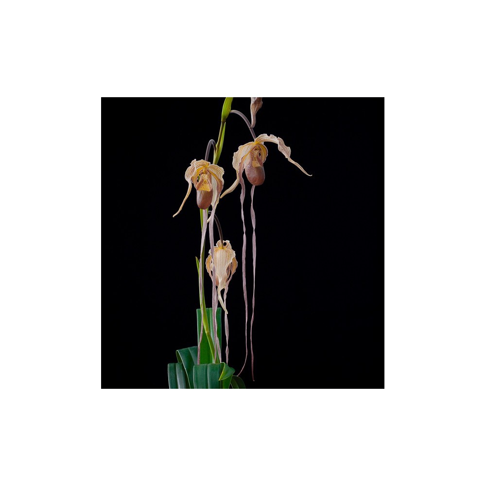 Phragmipedium Paul Eugène Conroy