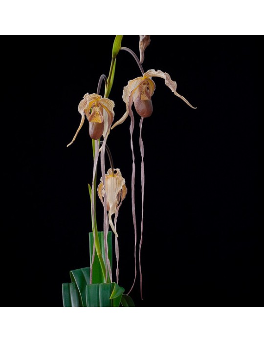 Phragmipedium Paul Eugène Conroy