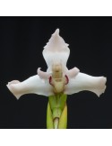 Maxillaria dichroma alba