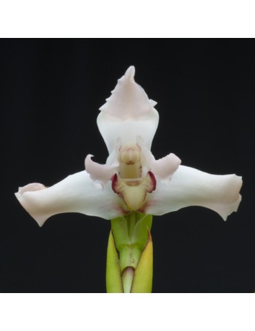 Maxillaria dichroma alba