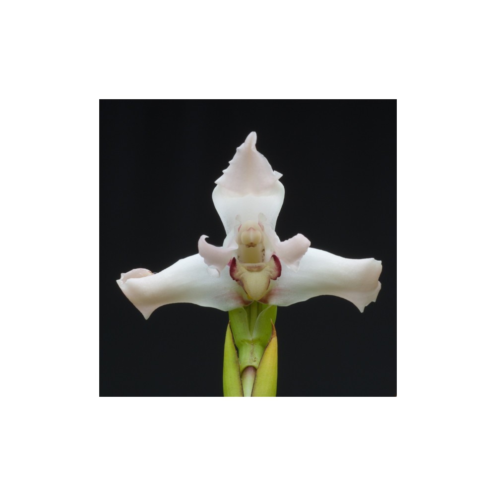 Maxillaria dichroma alba