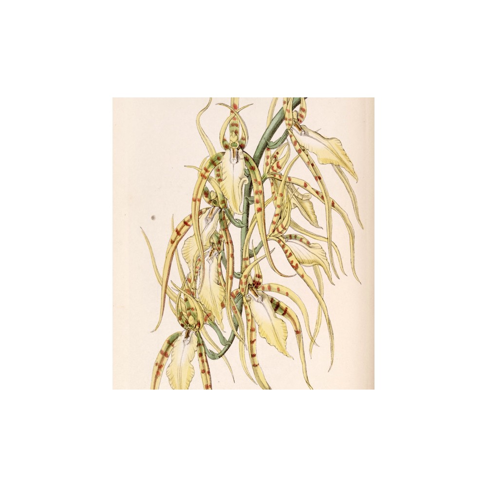 Brassia lawrenceana Brassia lawrenceana