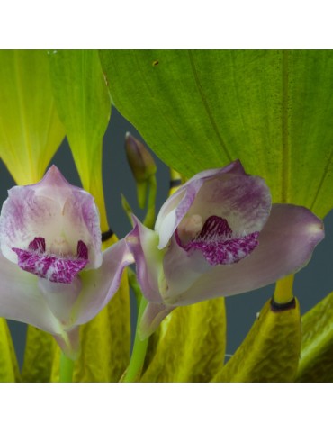 Bifrenaria magnicalcarata en sphaigne