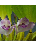 Bifrenaria magnicalcarata