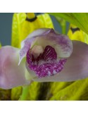 Bifrenaria magnicalcarata