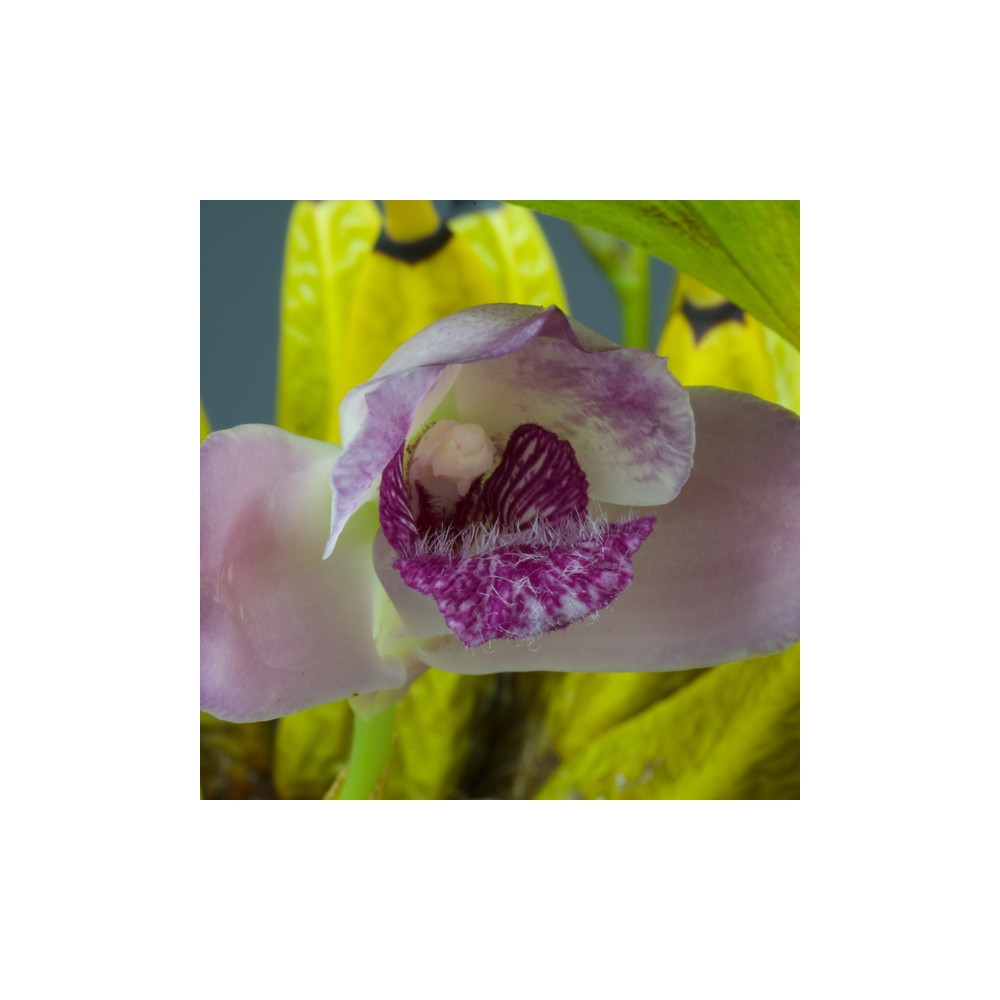 Bifrenaria magnicalcarata