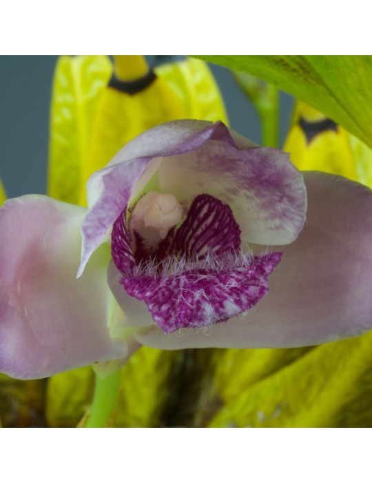 Bifrenaria magnicalcarata