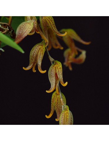 Pleurothallis tripterantha sur plaque