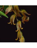 Pleurothallis tripterantha sur plaque