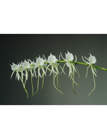 Angraecum eburneum subsp. superbum 2