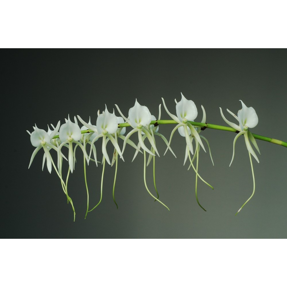 Angraecum eburneum subsp. superbum