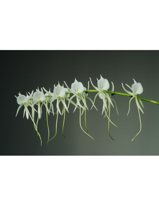 Angraecum eburneum subsp. superbum