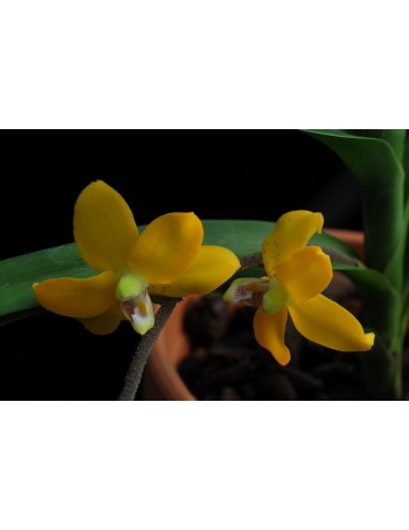 Dimorphorchis rossii 2