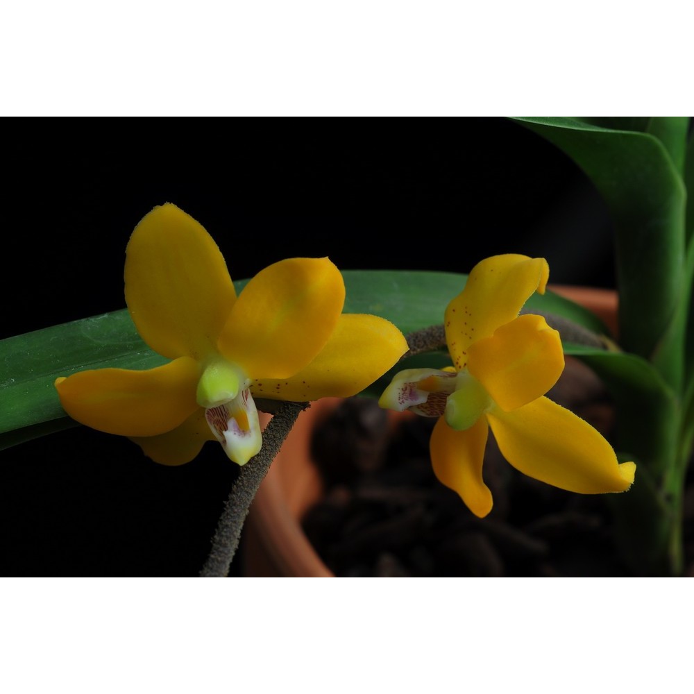 Dimorphorchis rossii