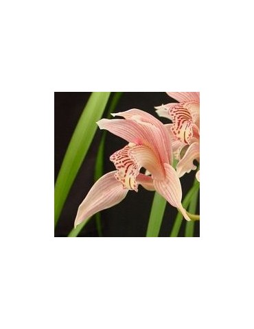 Cymbidium Forster Alcock en sphaigne